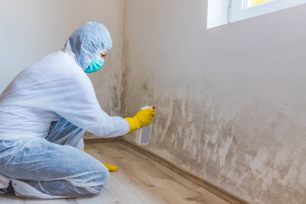 Licensed Black Mold Removal service in West Newton, PA - WQB Mold Removal