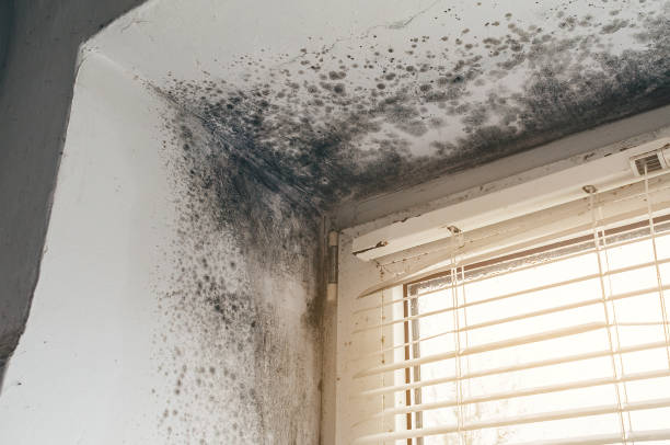 Affordable Black Mold Removal solutions in West Newton, PA